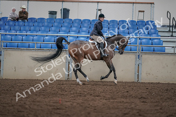2019 Morgan Horse Show - Sept 01, 2019 - 08809