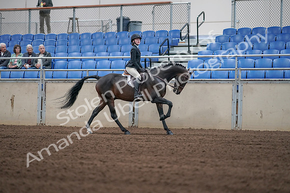 2019 Morgan Horse Show - Sept 01, 2019 - 03878