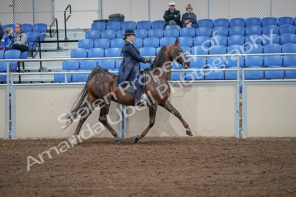 2020 - AB Morgan Horse - Fri, Sept 04 - 08092