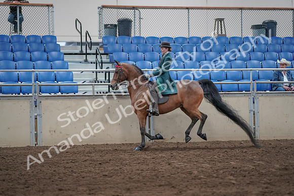 2019 Morgan Horse Show - Sept 01, 2019 - 13274