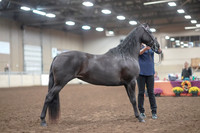 2019 Morgan Horse Show - Aug 31, 2019 - 00513