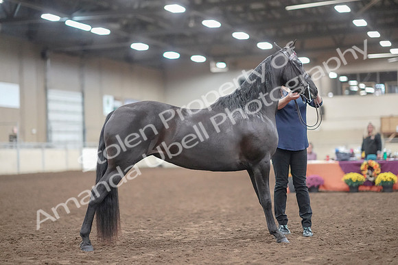 2019 Morgan Horse Show - Aug 31, 2019 - 00513