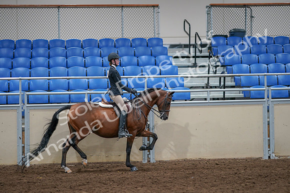 2020 - AB Morgan Horse - Fri, Sept 04 - 06143