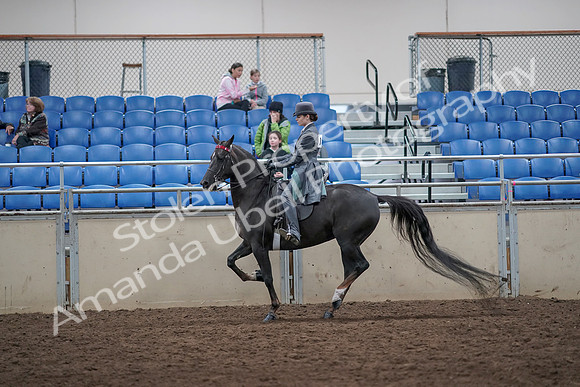 2019 Morgan Horse Show - Aug 31, 2019 - 09445