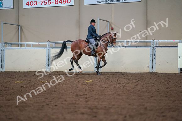 2019 Morgan Horse Show - Aug 30, 2019 - 20974
