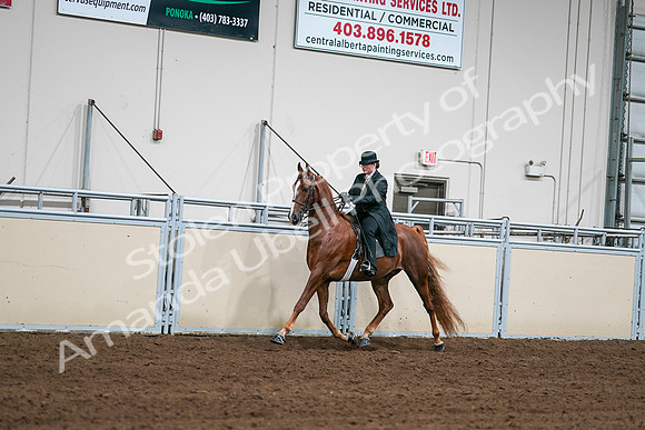 2020 - AB Morgan Horse - Sat, Sept 05 - 08029