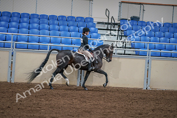 2020 - AB Morgan Horse - Fri, Sept 04 - 06057