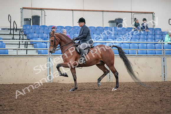 2019 Morgan Horse Show - Aug 30, 2019 - 20198