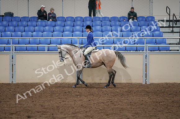 2020 - AB Morgan Horse - Fri, Sept 04 - 10350