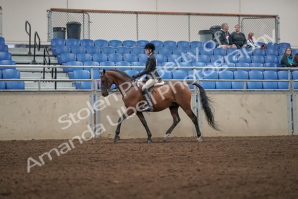 2019 Morgan Horse Show - Aug 31, 2019 - 04864