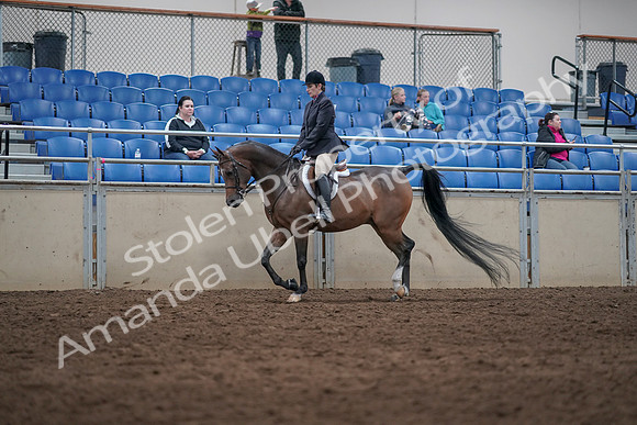 2019 Morgan Horse Show - Sept 01, 2019 - 08508