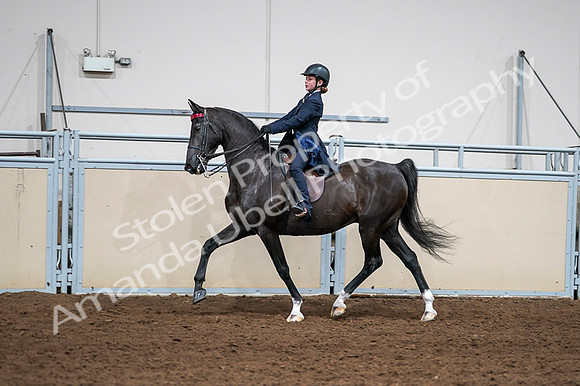 2020 - AB Morgan Horse - Fri, Sept 04 - 03019