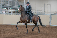 2020 - AB Morgan Horse - Sun, Sept 06 - 00278