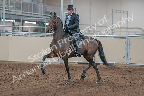 2020 - AB Morgan Horse - Sun, Sept 06 - 00278