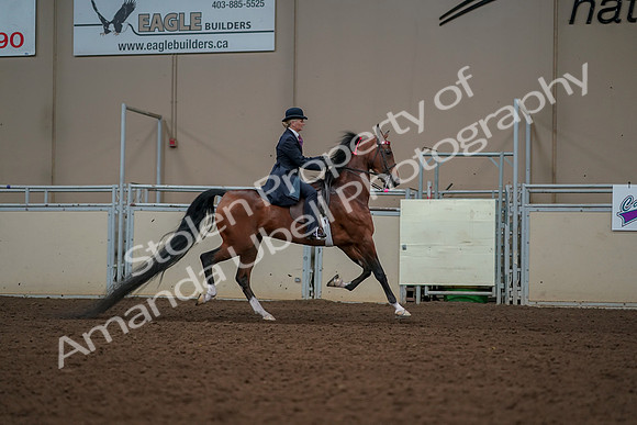 2019 Morgan Horse Show - Aug 30, 2019 - 25213