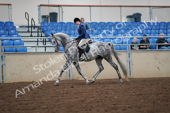 2019 Morgan Horse Show - Aug 30, 2019 - 16199