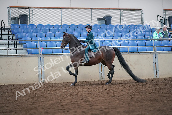 2019 Morgan Horse Show - Aug 30, 2019 - 17893