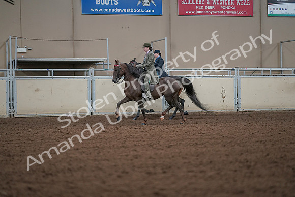 2019 Morgan Horse Show - Aug 30, 2019 - 15470