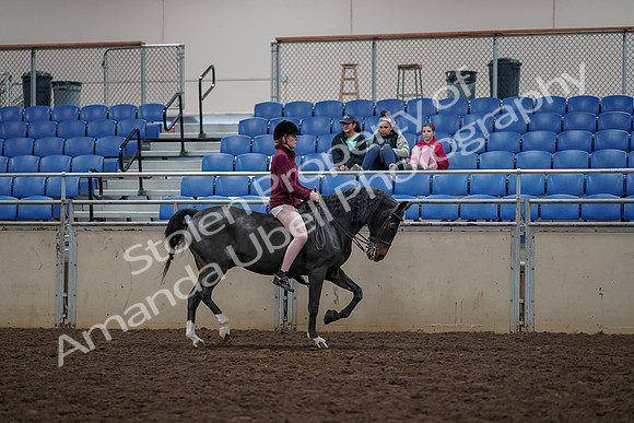 2019 Morgan Horse Show - Aug 30, 2019 - 31360
