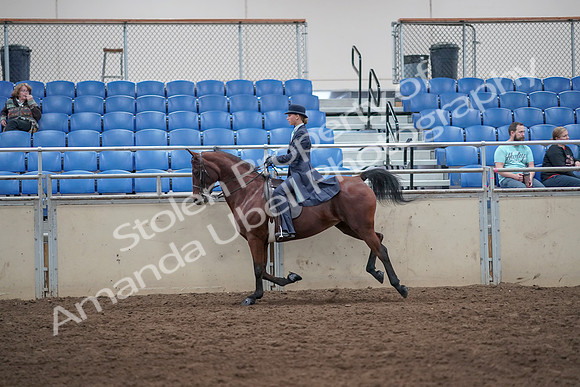 2019 Morgan Horse Show - Aug 31, 2019 - 08770
