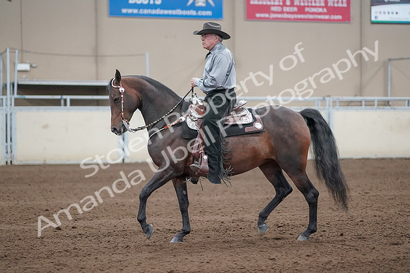 2019 Morgan Horse Show - Sept 01, 2019 - 07232