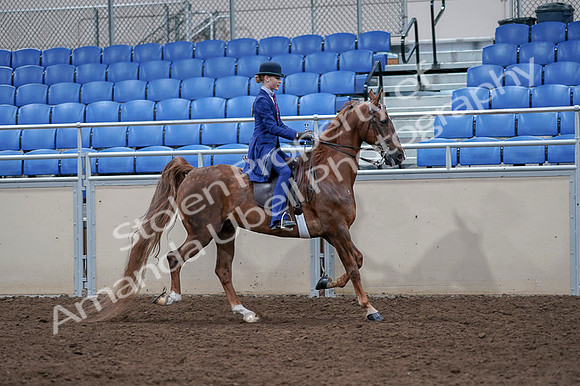 2020 - AB Morgan Horse - Fri, Sept 04 - 05242