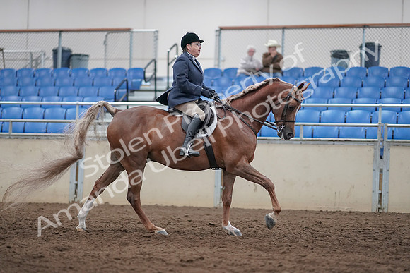 2019 Morgan Horse Show - Sept 01, 2019 - 08864