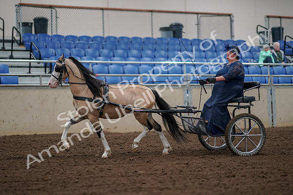 2019 Morgan Horse Show - Aug 30, 2019 - 13210