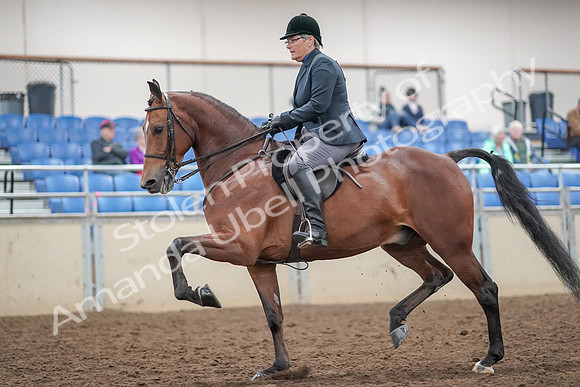 2019 Morgan Horse Show - Aug 30, 2019 - 20475