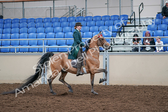 2020 - AB Morgan Horse - Sat, Sept 05 - 13888