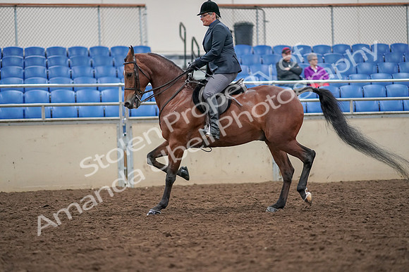 2019 Morgan Horse Show - Aug 30, 2019 - 20376