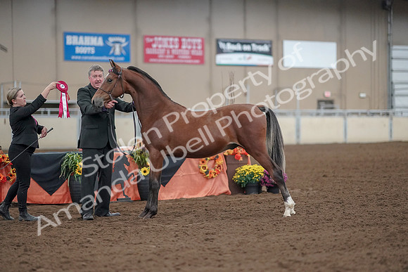 2019 Morgan Horse Show - Aug 30, 2019 - 25653