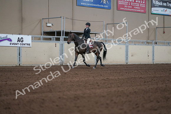 2019 Morgan Horse Show - Sept 01, 2019 - 03952