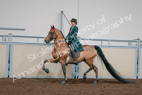 2020 - AB Morgan Horse - Sat, Sept 05 - 13693