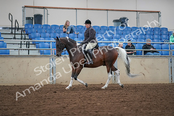 2019 Morgan Horse Show - Aug 30, 2019 - 16027