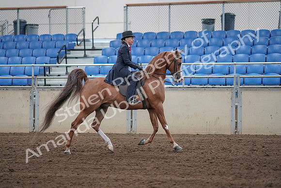 2019 Morgan Horse Show - Sept 01, 2019 - 11976