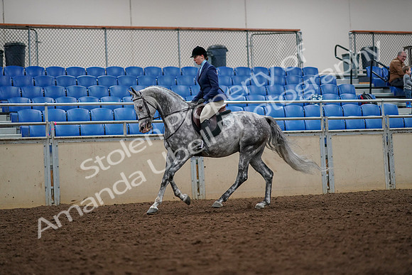 2019 Morgan Horse Show - Aug 30, 2019 - 22384
