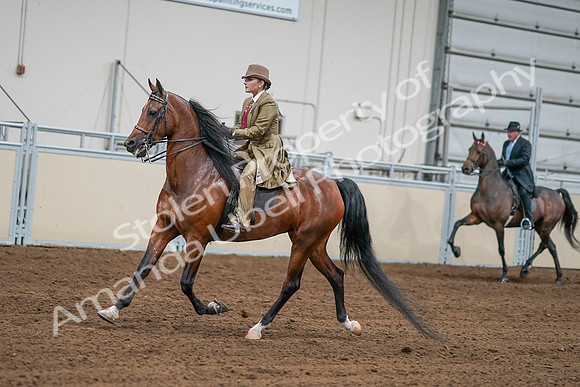 2020 - AB Morgan Horse - Sat, Sept 05 - 07989