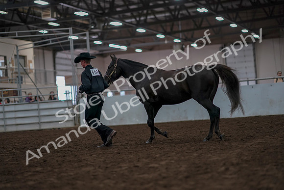 2019 Morgan Horse Show - Aug 31, 2019 - 02056