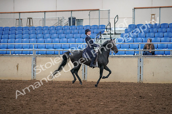 2019 Morgan Horse Show - Aug 30, 2019 - 12486