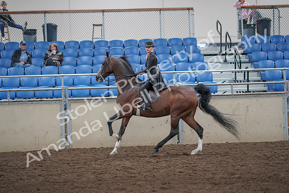 2019 Morgan Horse Show - Aug 31, 2019 - 08808