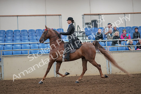 2019 Morgan Horse Show - Aug 30, 2019 - 25058