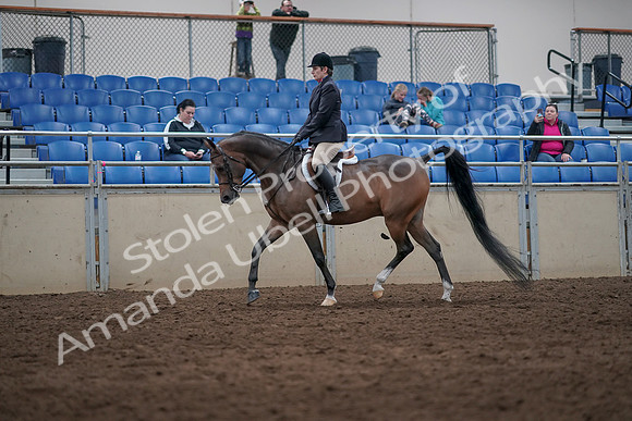 2019 Morgan Horse Show - Sept 01, 2019 - 08581