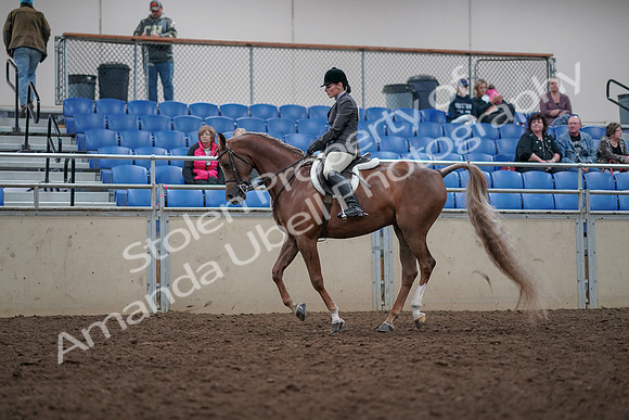 2019 Morgan Horse Show - Aug 31, 2019 - 15998