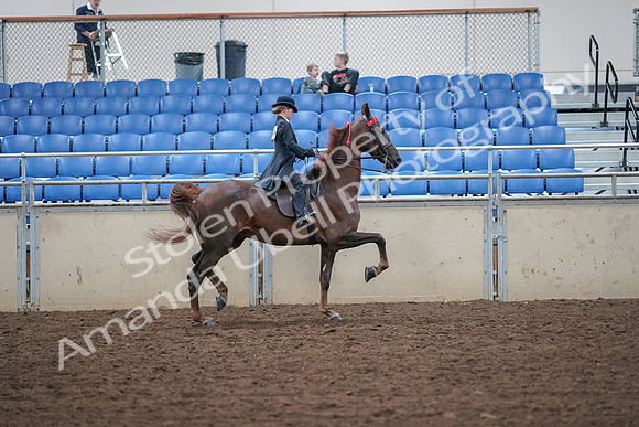 2019 Morgan Horse Show - Aug 30, 2019 - 18149