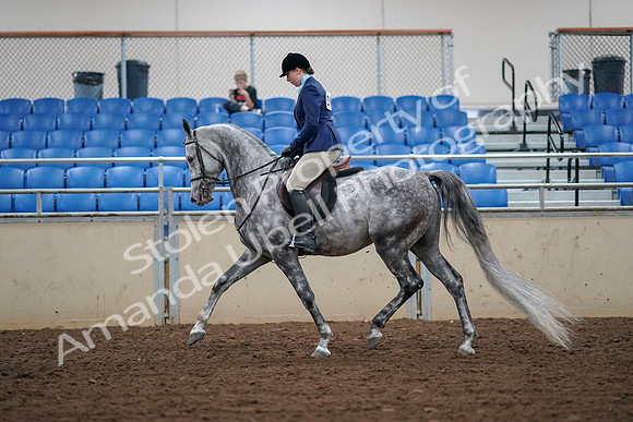 2019 Morgan Horse Show - Aug 30, 2019 - 16064