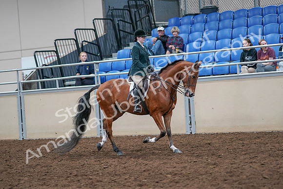 2020 - AB Morgan Horse - Sat, Sept 05 - 05100