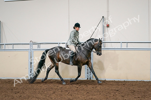 2020 - AB Morgan Horse - Sat, Sept 05 - 14502