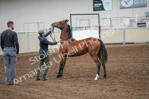 2020 - AB Morgan Horse - Fri, Sept 04 - 07630