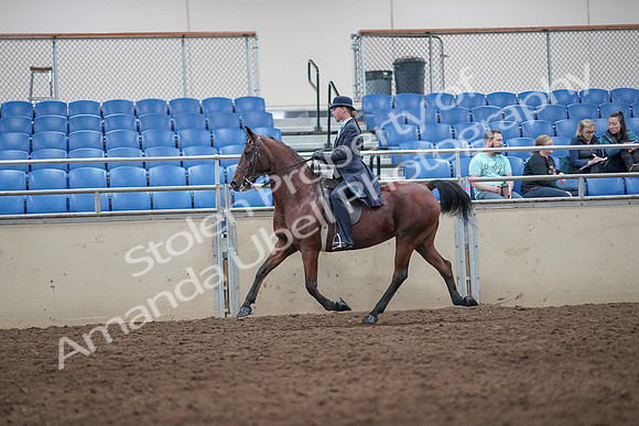 2019 Morgan Horse Show - Aug 31, 2019 - 08716
